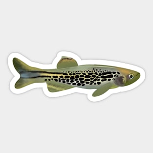 Golden Danio Sticker